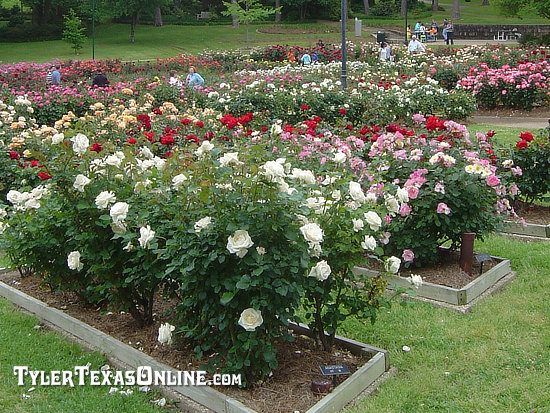 All-America Rose Selections at the Municipal Rose Garden, Tyler, Texas, near the Tyler Convention Center