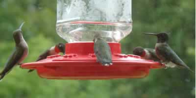 Ruby Throat Hummingbirds crowding a feeder