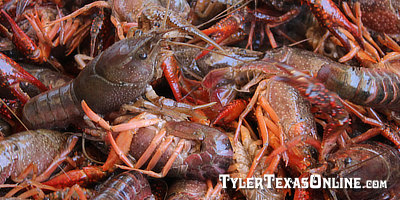 Live Texas Crawfish!