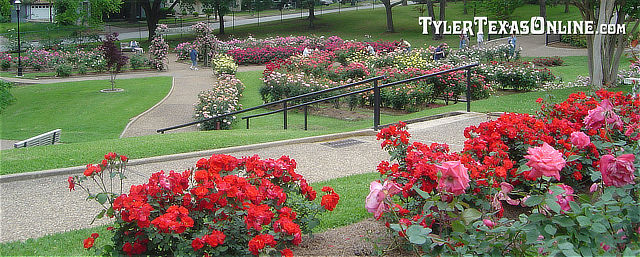 Tyler Municipal Rose Garden in East Texas