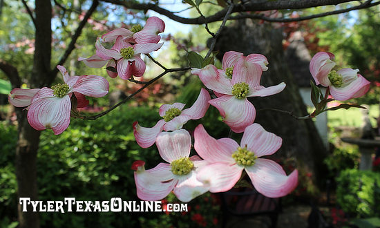 Dogwoods in Spring in Tyler Texas