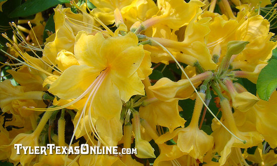 Yellow Azaleas, Tyler Texas