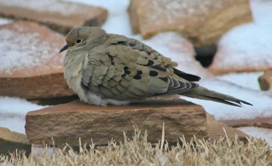Fluffed-up Mourning Dove trying to stay warm on an East Texas snow day