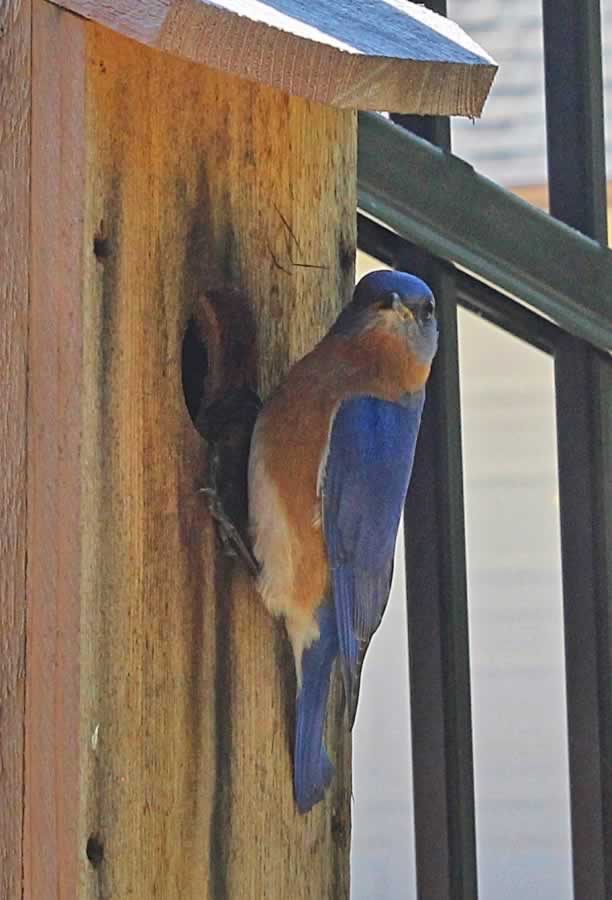 Male Bluebird scouting out a new box