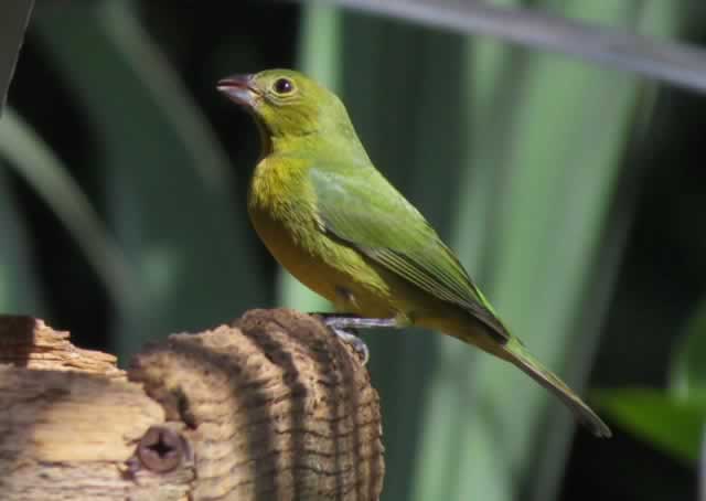 Female Painted Bunting