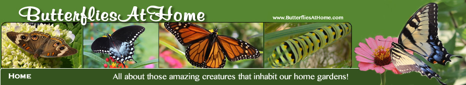 Butterflies at Home Website