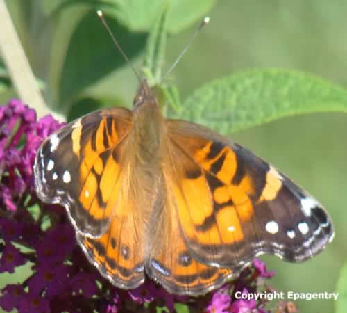 Painted Lady Butterfly in East Texas