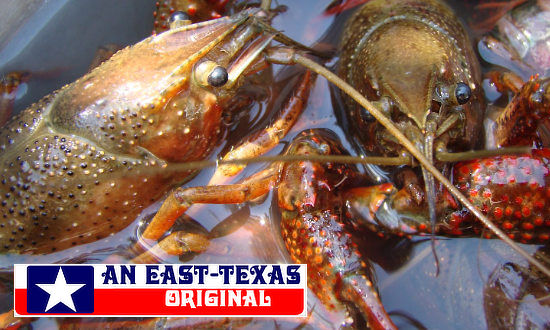 Texas Size Crawfish ... plump and ready for boiling!