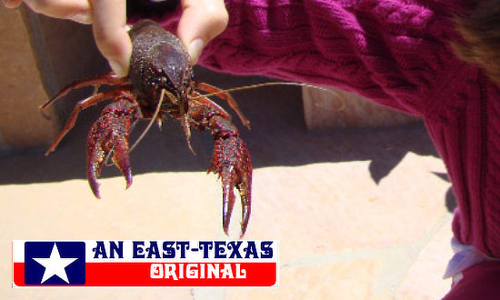 How to hold a Texascrawfish ... carefully behind the head!
