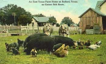Bullard Texas Farm