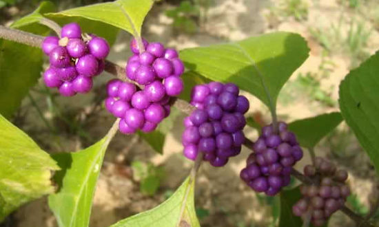 Beauty Berry - A fall native in East Texas
