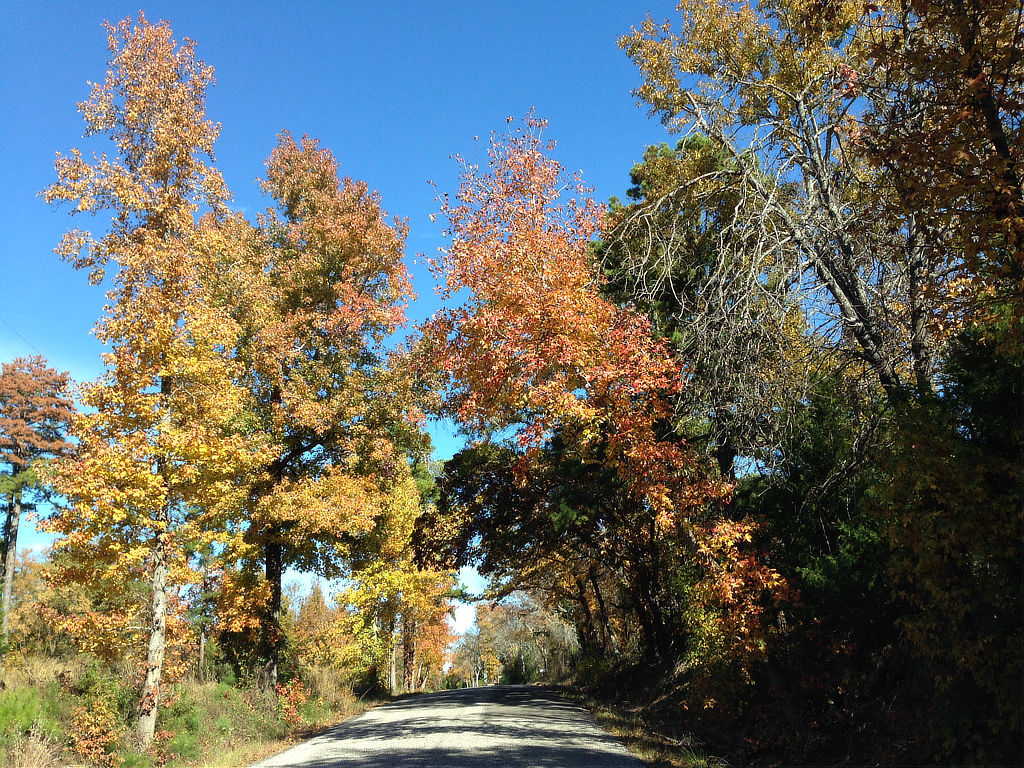 Fall colors on Old Bullard Road, County Road 122, just south of Toll 49 in Tyler Texas