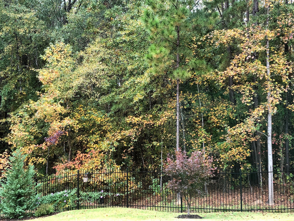 Maple and gum trees sporting fall colors at The Crossing in Tyler just off Old Jacksonville Highway
