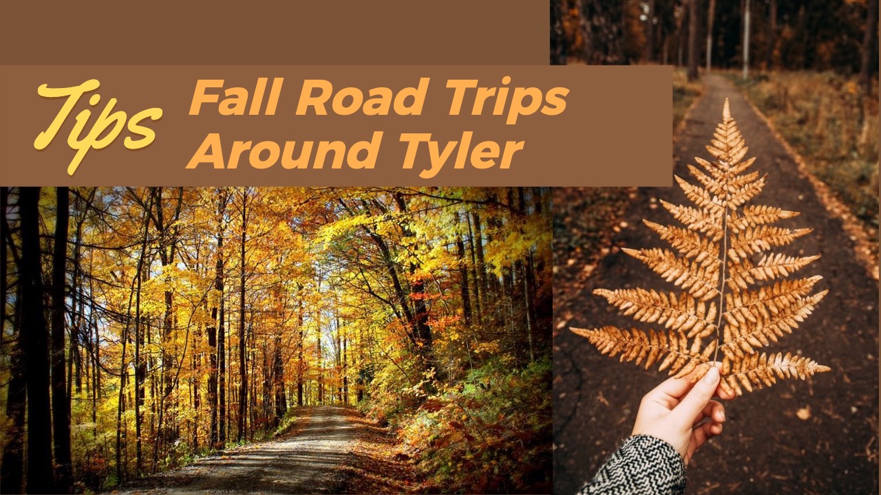 Brilliant fall foliage along the back roads of East Texas near Tyler