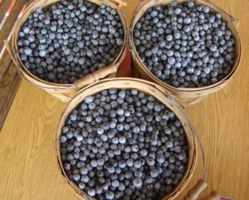 Freshly picked, East Texas blueberries