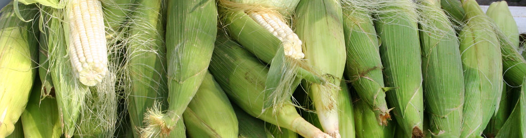 Freshly picked, locally grown Corn on the Cob for sale at an East Texas farmers market