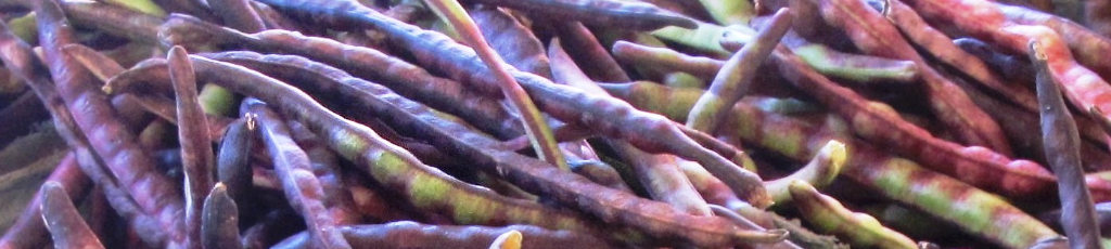 Freshly picked, home-grown purple hull peas