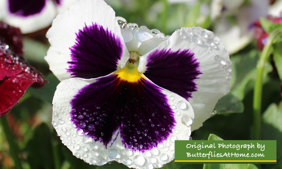 Happy Purple and White Pansy