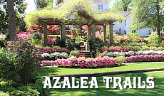 Tyler Azalea Trails in the spring