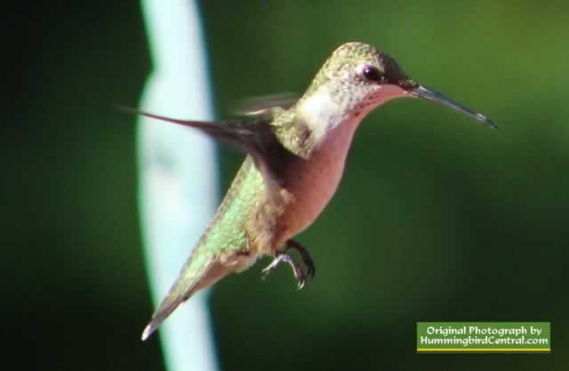 Hummingbird feeding at Tyler Texas