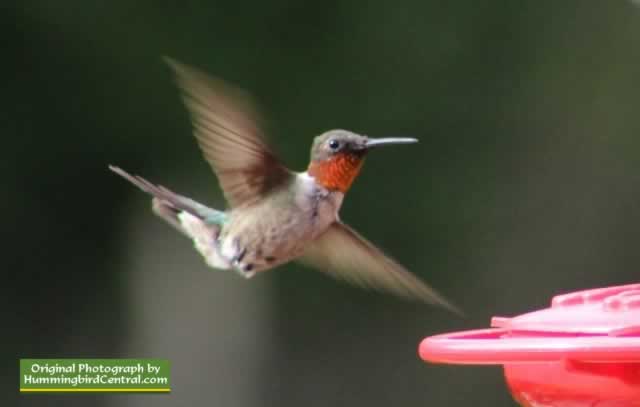 Male Ruby Throat Hummingbird in flight in East Texas