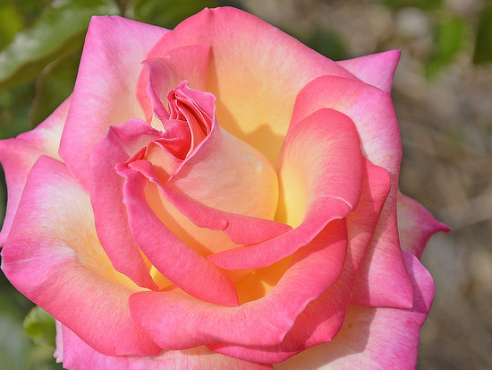 Pink and yellow rose in the Rose Garden, Tyler Texas