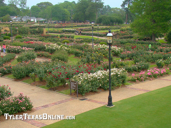Overview of the Tyler Texas Rose Gardens
