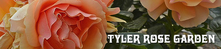 Tyler Texas Municipal Rose Garden