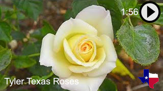 Enjoy the elegance and colors of roses in Tyler, Texas, on YouTube