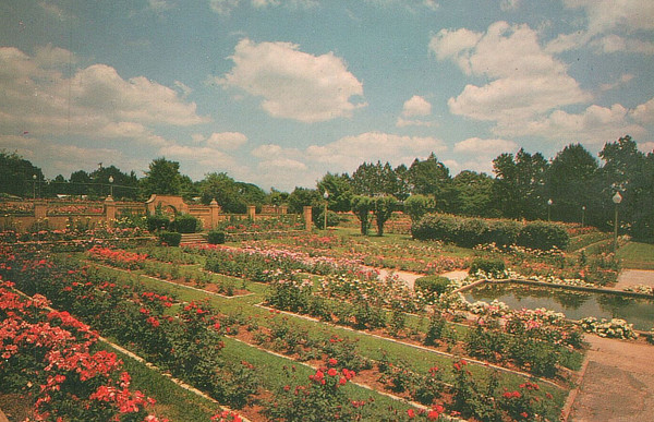 Vintage picture postcard view of the Tyler Municipal Rose Garden 