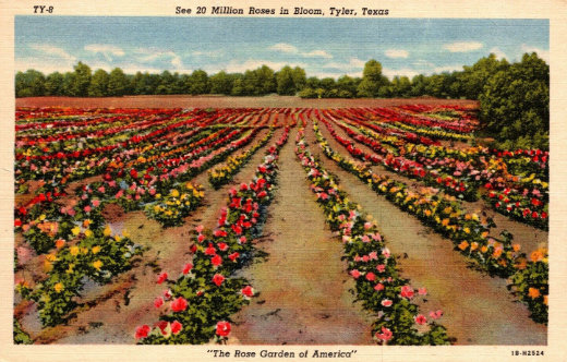 See 20 Million Roses in Bloom in Tyler Texas ... "The Rose Garden of Ameria"