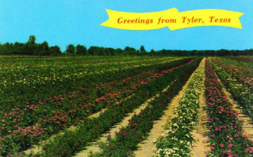 Greetings from the Tyler, Texas rose fields