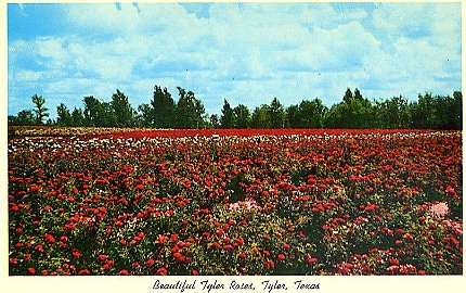 Beautiful Tyler Roses, Tyler, Texas