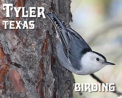 East Texas birds, birding, birdwatching